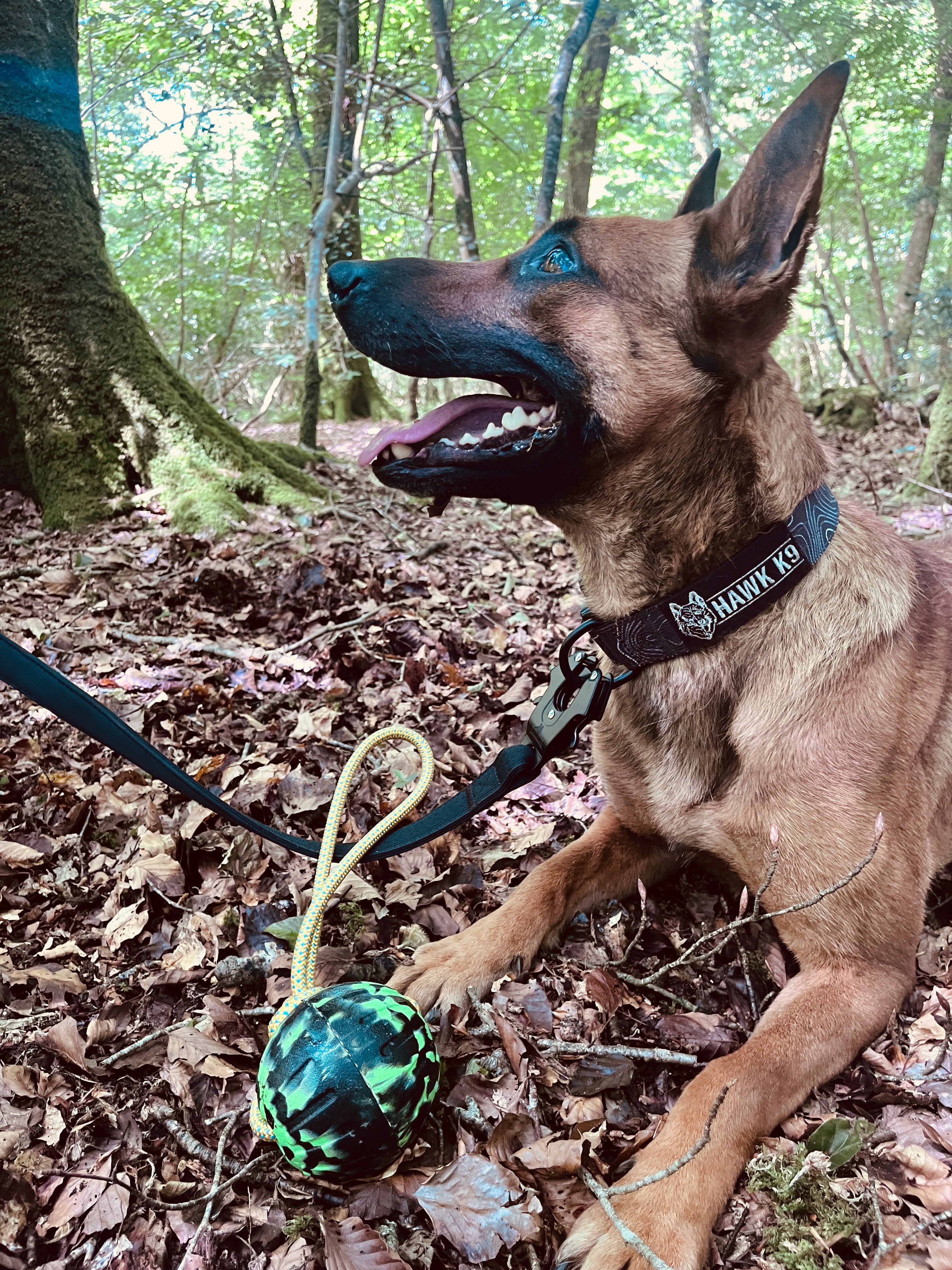 K9 Gear