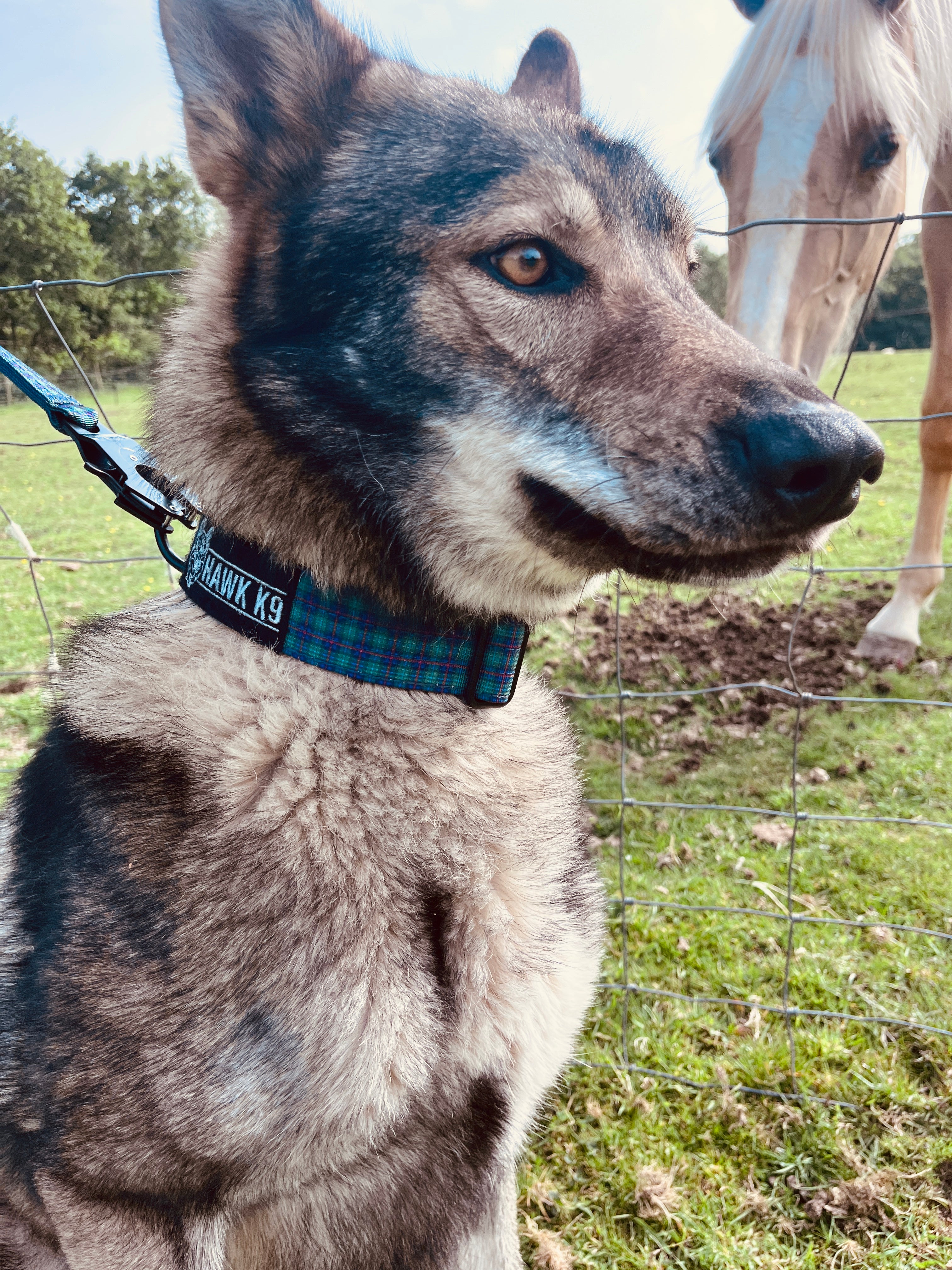 Hawk k9 Everyday Collar