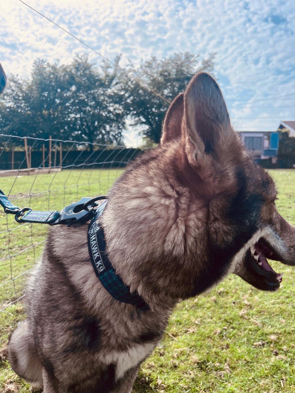 Hawk k9 Everyday Collar
