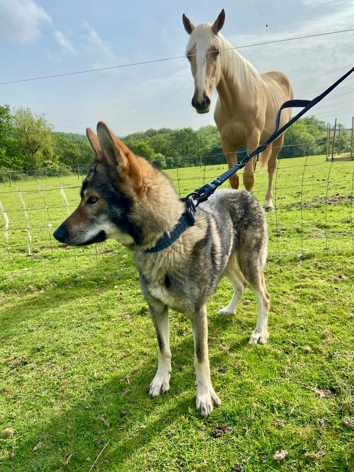Hawk K9 Everyday lead